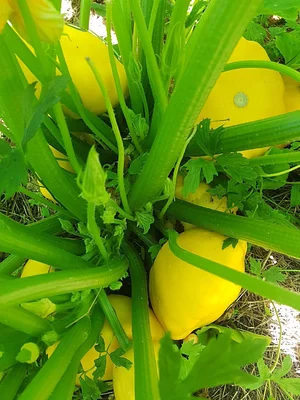 Morgarot Permaculture Farm