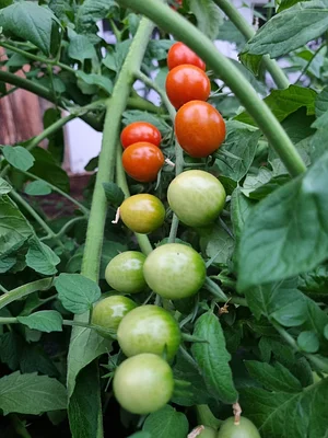 Morgarot Permaculture Farm