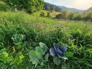 Morgarot Permaculture Farm