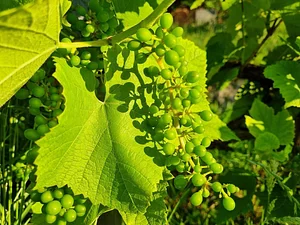 Morgarot Permaculture Farm