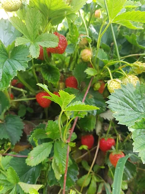 Strawberries