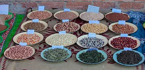 Photo This is a picture of one a stall at the Traditional Food and Seed Festival where rural farmers showcased traditional seeds