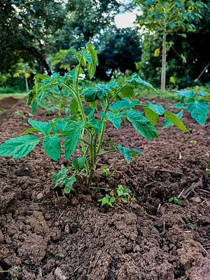 Photo Tomato plant at our centre