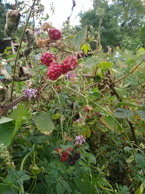 Collective Garden Project