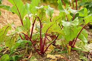 Podbukovc Organic & Permaculture Farm
