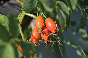 Podbukovc Organic & Permaculture Farm