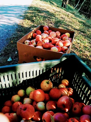 Podbukovc Organic & Permaculture Farm