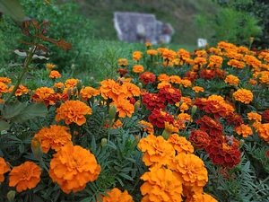 Podbukovc Organic & Permaculture Farm