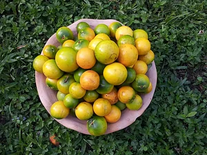 Sucupira Agroflorestas