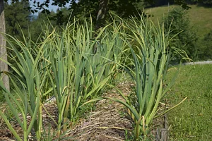 Podbukovc Organic & Permaculture Farm