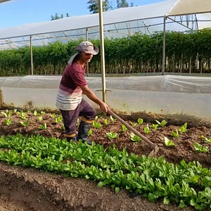 Feira Orgânica Igara