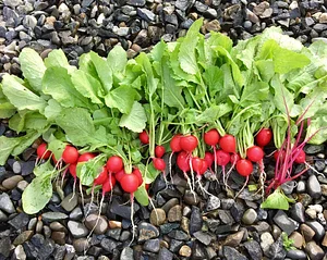 Foxgreen Farmstand