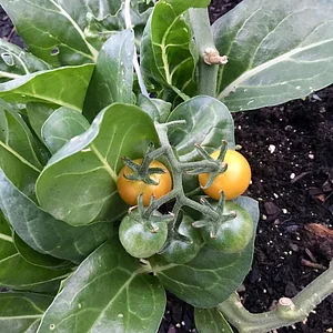 Foxgreen Farmstand