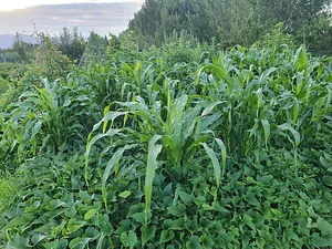 Permaculture at The Food Farm