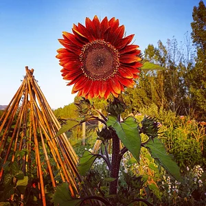 Photo Permaculture at The Food Farm