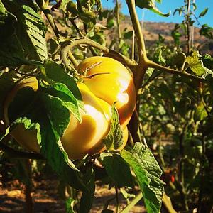 Shams Permaculture Farm