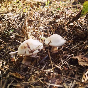 Shams Permaculture