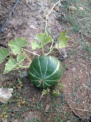 Shams Permaculture