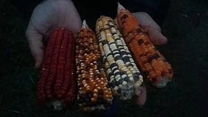 Hortas GAE 3