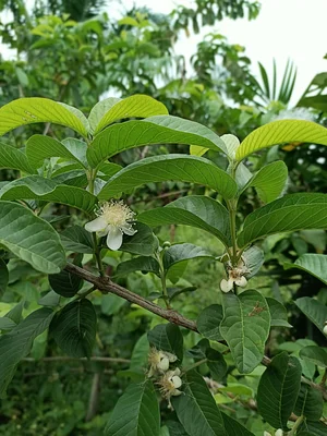 EarthCare Permaculture Ghana
