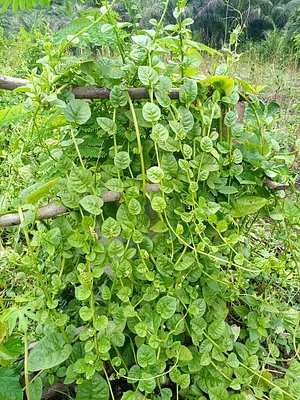EarthCare Permaculture Ghana