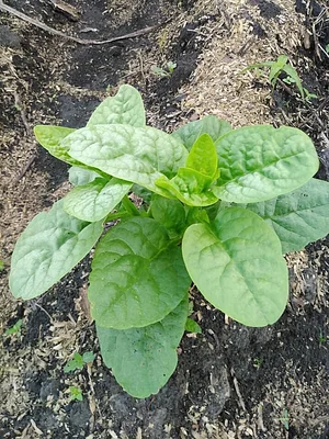 EarthCare Permaculture Ghana