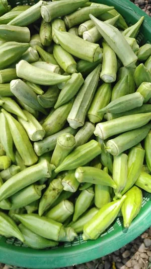 EarthCare Permaculture Ghana