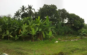 Ananda Suruci Farm