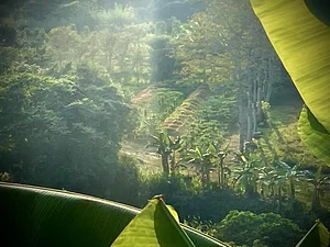Ananda Suruci Farm