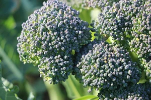 Petrera Permaculture Land