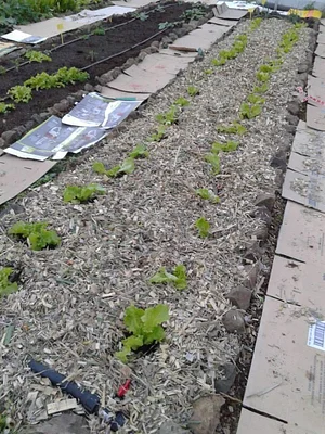 Petrera Permaculture Land