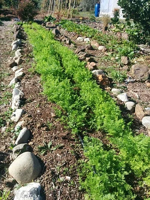 Petrera Permaculture Land