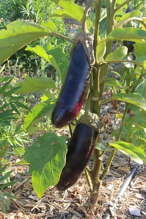 Petrera Permaculture Land