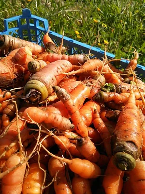 Petrera Permaculture Land