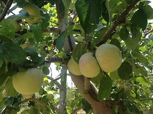 Shams Permaculture