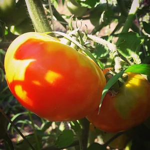 Shams Permaculture