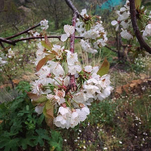 Shams Permaculture