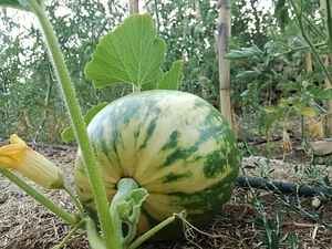 Shams Permaculture