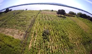 Imagem aérea dos Sistema agroflorestal da Comunidade Quilombola da Fazenda Grande em Muquém do São Francisco BA