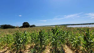 Sistema agroflorestal em fase inicial de desenvolvimento