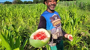 Agricultor Marcio realizando colheita