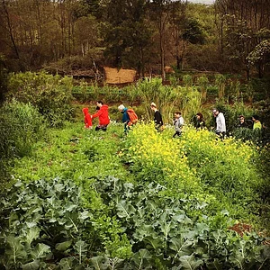 Green Connect Farm