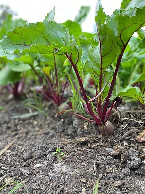 Green Connect Farm