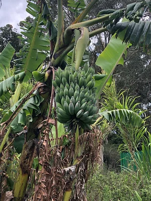 Green Connect Farm