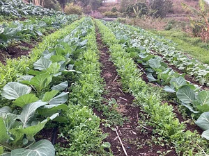 Green Connect Farm