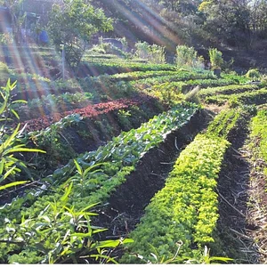 Green Connect Farm