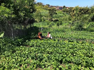 Green Connect Farm