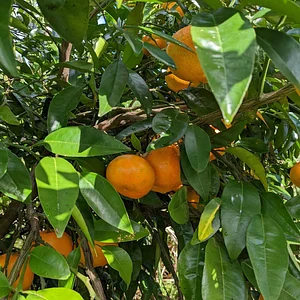 Green Connect Farm