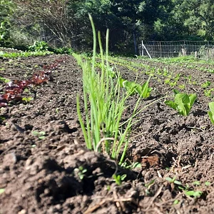 Green Connect Farm