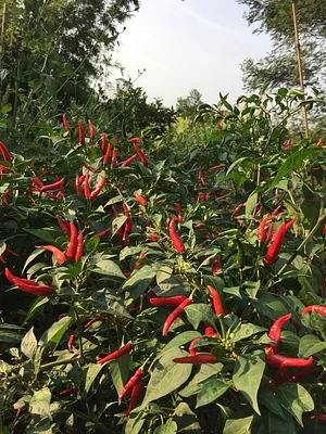 Green Connect Farm